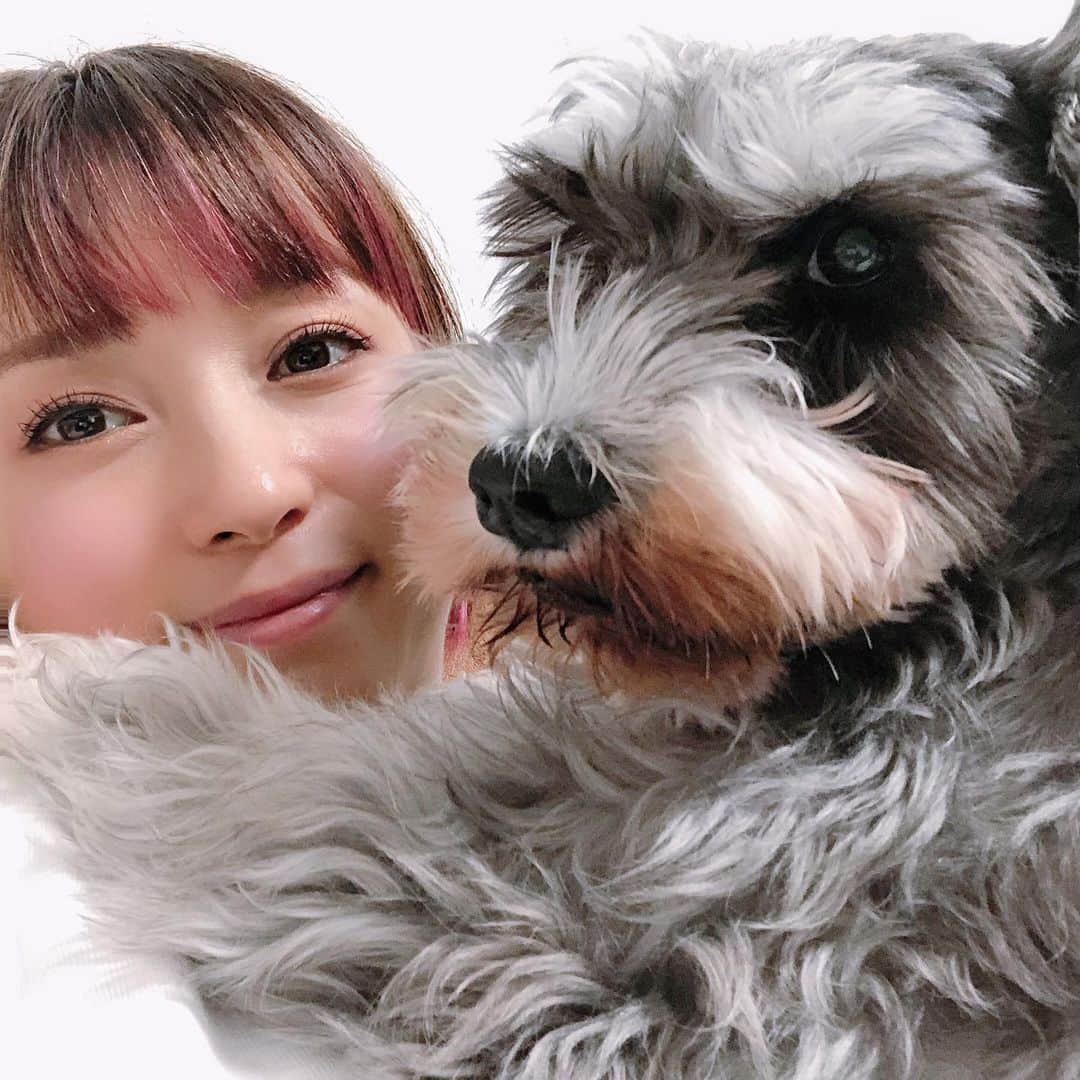 たかはしゆいさんのインスタグラム写真 - (たかはしゆいInstagram)「・ 今日もおつかれちゃん🌸 ・ 癒しタイム突入🐶❤️😍 ・ #愛犬との暮らし  #きぃたん  #ミニチュアシュナウザー  #シュナウザー  #2歳  #保護犬  #癒しの時間  #ゆいりん  #たかはしゆい」12月7日 18時33分 - t.yuirin