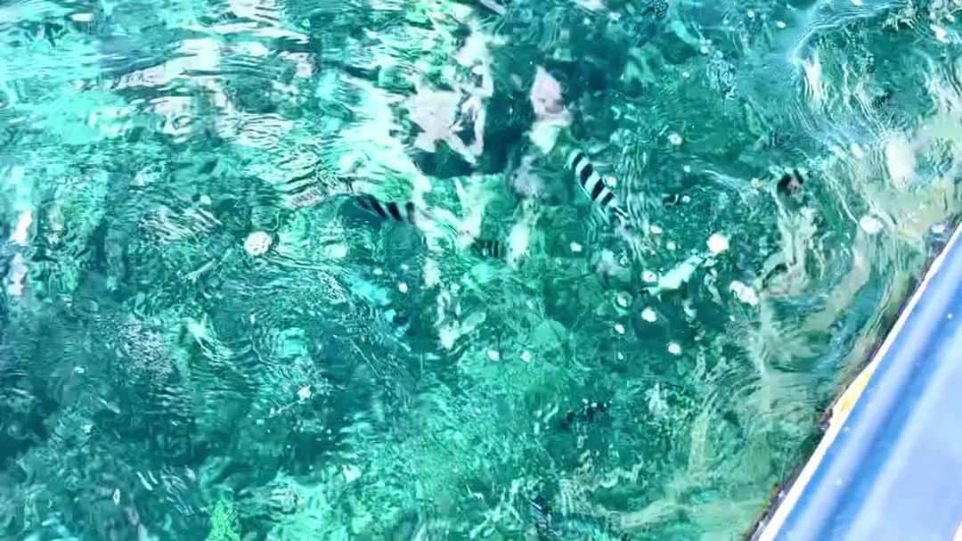カヌチャリゾートのインスタグラム
