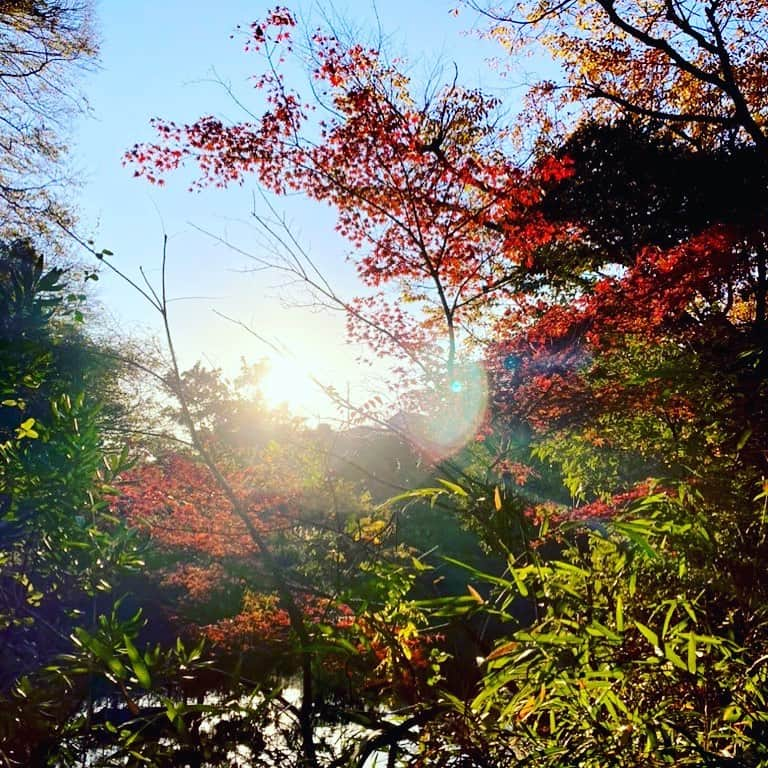 林伊織さんのインスタグラム写真 - (林伊織Instagram)「都会の中のワクワクも自然の中のワクワクも両方好きでして。  #原風景 #紅葉」12月7日 18時54分 - iori_haya4