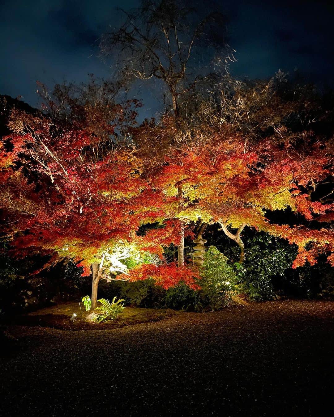 湯本美咲のインスタグラム：「夜顔﻿ ﻿ #kyoto #japan #京都　#紅葉　#嵐山」