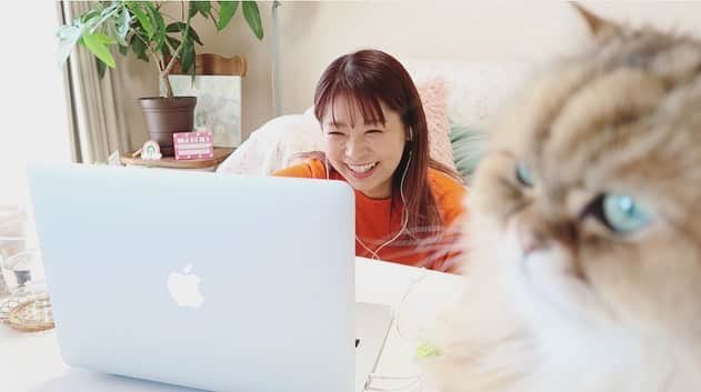 のインスタグラム：「. 今日のふぶきちゃんとのzoom中の風景  カメラの前にたたずむぴいなさんの存在感w 長いことここにいたよ。  #表情w#遠近感#ビッグぴいな#ねこすたぐらむ #ねこのいる生活 #チンチラゴールデン」