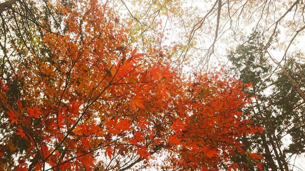桜花さんのインスタグラム写真 - (桜花Instagram)「秋はまだまだそこにありますね🍁   年末に向けて 2020年、残りもかけぬけましょう🍀  ゆっくりでもいい自分ペースで参りましょう✨  #紅葉  #高揚  #秋」12月7日 19時29分 - mountainohka