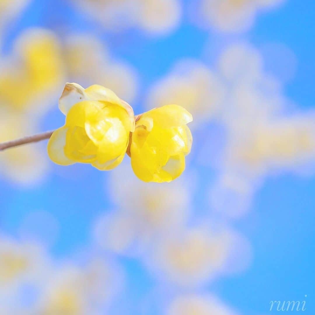 花の写真館のインスタグラム：「Photo by @rumi1043.⠀ https://instagram.com/rumi1043/⠀ .⠀ Original Post[投稿いただいたURL]⠀ https://www.instagram.com/p/B7Nlarzge6z/⠀ .⠀ 本アカウントは、 #私の花の写真 をつけてInstagramに投稿された皆さまの花の写真や、「花の写真館」Facebookページで投稿された花の写真を紹介します。⠀ 「花の写真館」Facebookページは、「 @floral.photograph 」のプロフィールにあるURLからご覧ください。⠀ .⠀ ※各自、政府、自治体など公的機関の指示に従った行動をお願いします。⠀⠀ 東京カメラ部および分室では、写真を「見る楽しみ」を提供することを通して、微力ながら皆様にわずかな時間でも癒しをお届けしたいと思っております。⠀ ※本アカウントは東京カメラ部がFacebook、Instagramのサービスを利用して運営しているもので、Facebook社・Instagramとは一切関係ありません。⠀ .⠀ #花の写真館 #floralphotograph #floralphoto #flower #flowers⠀ Follow: @floral.photograph」