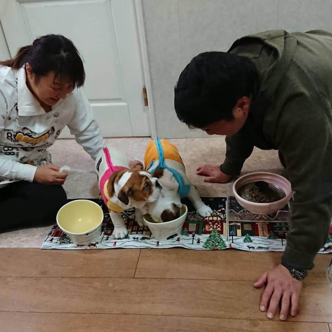 北斗晶さんのインスタグラム写真 - (北斗晶Instagram)「😝ご飯の時間は、大忙し‼️  食べたくて食べたくて、動き回るから【待て‼️】を、教えるのも一苦労です💧  また子育て気分で頑張ってます🥰  #田と鈴 #仔犬  #ご飯の時間  #待てを訓練中」12月7日 19時41分 - hokutoakira_official