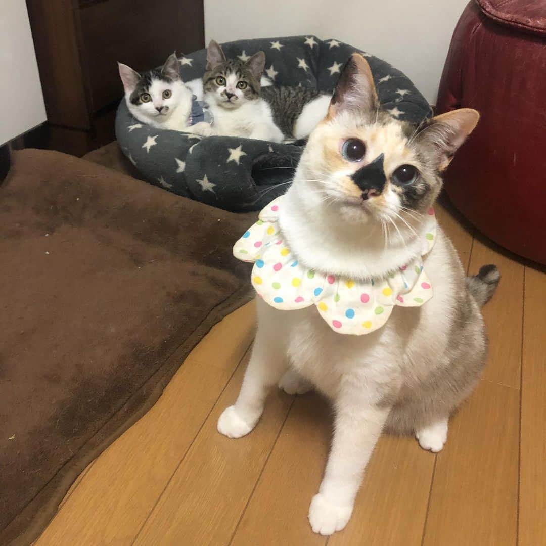 maimocotoのインスタグラム：「昨日、　#つばきとくら丸 を里親さんのお家へお届けに行ってまいりました✨たった3週間だけでしたが、毎日兄妹愛を見せつけられてきゅんきゅんしてました❤︎里親さんのお家には可愛い娘さんが2人いて、4兄妹として楽しく元気に暮らしてる行ける様子を見守って行きたいと思います✨ 幸せつかめて嬉しいです。寒くなる前に保護してもらえて本当によかった😭 いつもザビエル首輪やご支援物資などで応援してくれている皆さま、ありがとうございます🙇‍♀️おかげで、楽しく保護活動ができているなぁと感謝しかありません。 ＊ ＊  #モコ似のそらちゃん　はひとりっ子なので、先住ちゃんがいるお家が希望です🏠 ご連絡お待ちしています。 ＊ ＊ #2人の事ブログにも綴りました #ザビエル首輪 #今日はちーちゃんワクチンでした #はみがきが好きなので歯がキレイでほめられました #肛門腺もしぼったよ #20歳のモコ」