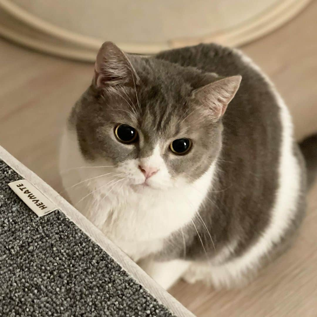 ギモさんのインスタグラム写真 - (ギモInstagram)「청순 토깽이🐰🌸 #cat #sio #시토끼 #귀엽시오」12月7日 19時51分 - 1room1cat