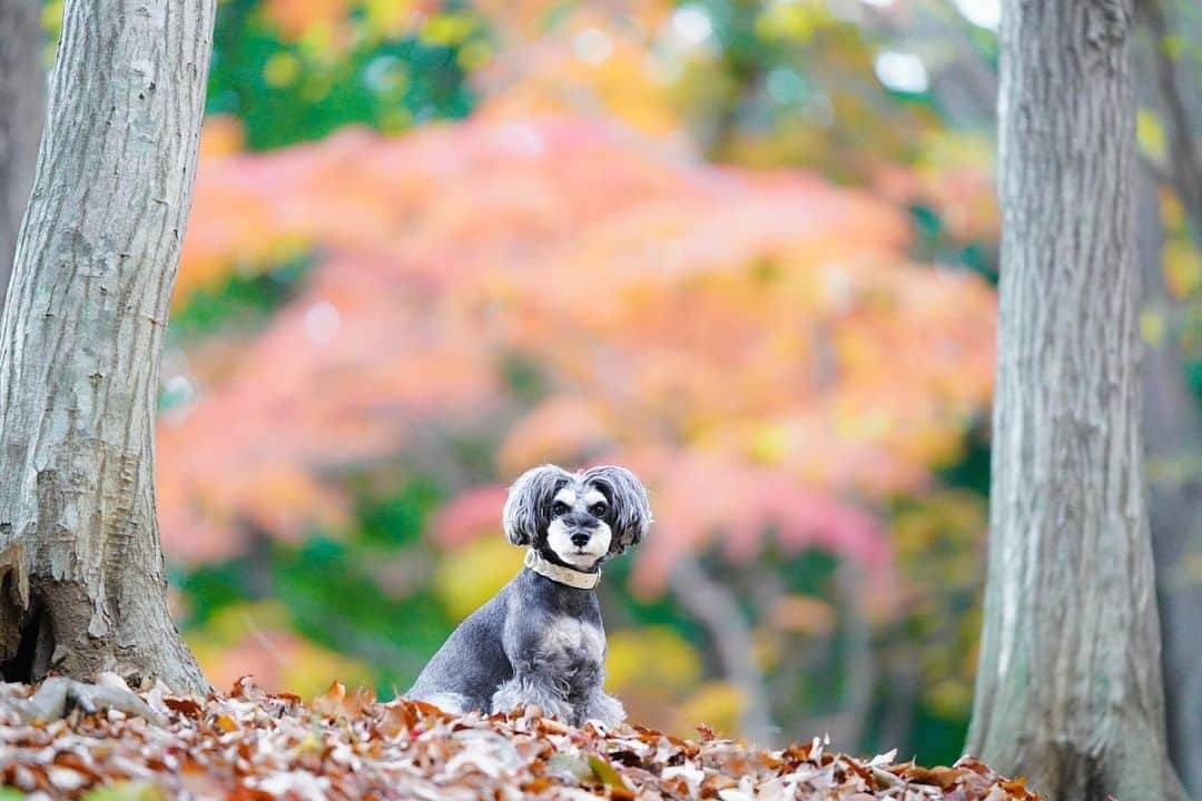 中野区在住のミニシュナのInstagramさんのインスタグラム写真 - (中野区在住のミニシュナのInstagramInstagram)「⑅︎◡̈︎* ・ 昨日は#光が丘公園 をお散歩してきたマーブルです♪ こんばんワン٩( ´◡︎` )( ´◡︎` )۶ ・ いちょうはすでに散ってしまってましたが、まだところどころ紅葉していて綺麗だったね♫ ・ #紅葉  #autumn  dogenic #love_bestjapan #daily_photo_jpn #わんことおでかけ #doglife #doglover #inuくらぶ_jpn #しゅなら部 #ミニチュアシュナウザー #ミニシュナ #シュナウザー #miniatureschnauzer #schnauzer #schnauzerofinstagram #schnauzer_lovers #schnauzer_of_instagram #asianfusiongrooming #inulog  #todayswanko  #inutokyo  #only_one_wan  #paw_smile_pictures #イヌトミィ  #inutome #dogsta #insta_dog」12月7日 19時57分 - marble_eve