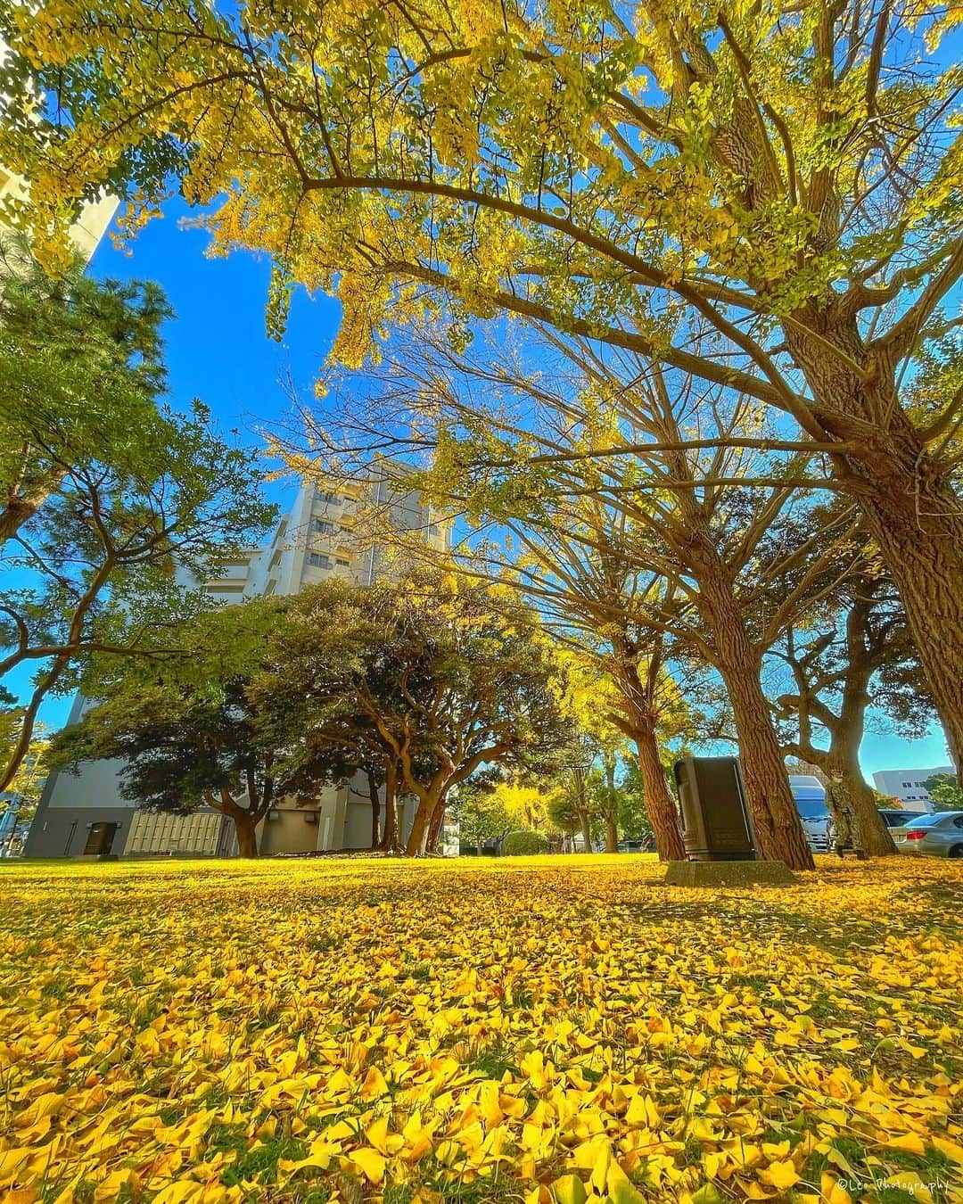 leo7000さんのインスタグラム写真 - (leo7000Instagram)「黄色い絨毯‼️🍂🍁 #9vaga9 #myheartinshots #9vaga_flowersart9 #quintaflower #ponyfony_flowers #ptk_japan. #team_jp_flower #special_spot_ #loves_garden #wp_flower #私の花の写真」12月7日 20時15分 - leo7000