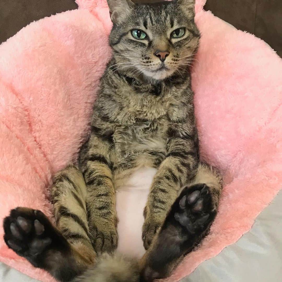 小嶋晶子のインスタグラム：「What can I do for you? 🐈🐾 #cat #cats #browntabby #catsofinstagram #catstagram #neko #nekostagram #ねこ #ねこ部 #ねこすたぐらむ #きじとら #きじとらねこ #きじとら女子 #きじとら部 #ネコ #ネコ部  #キジトラ #キジトラネコ #キジトラ部 #かぎしっぽ #かぎしっぽ猫部 #カギしっぽ #カギしっぽ猫 #お腹ハゲてる #足の裏もハゲてる」