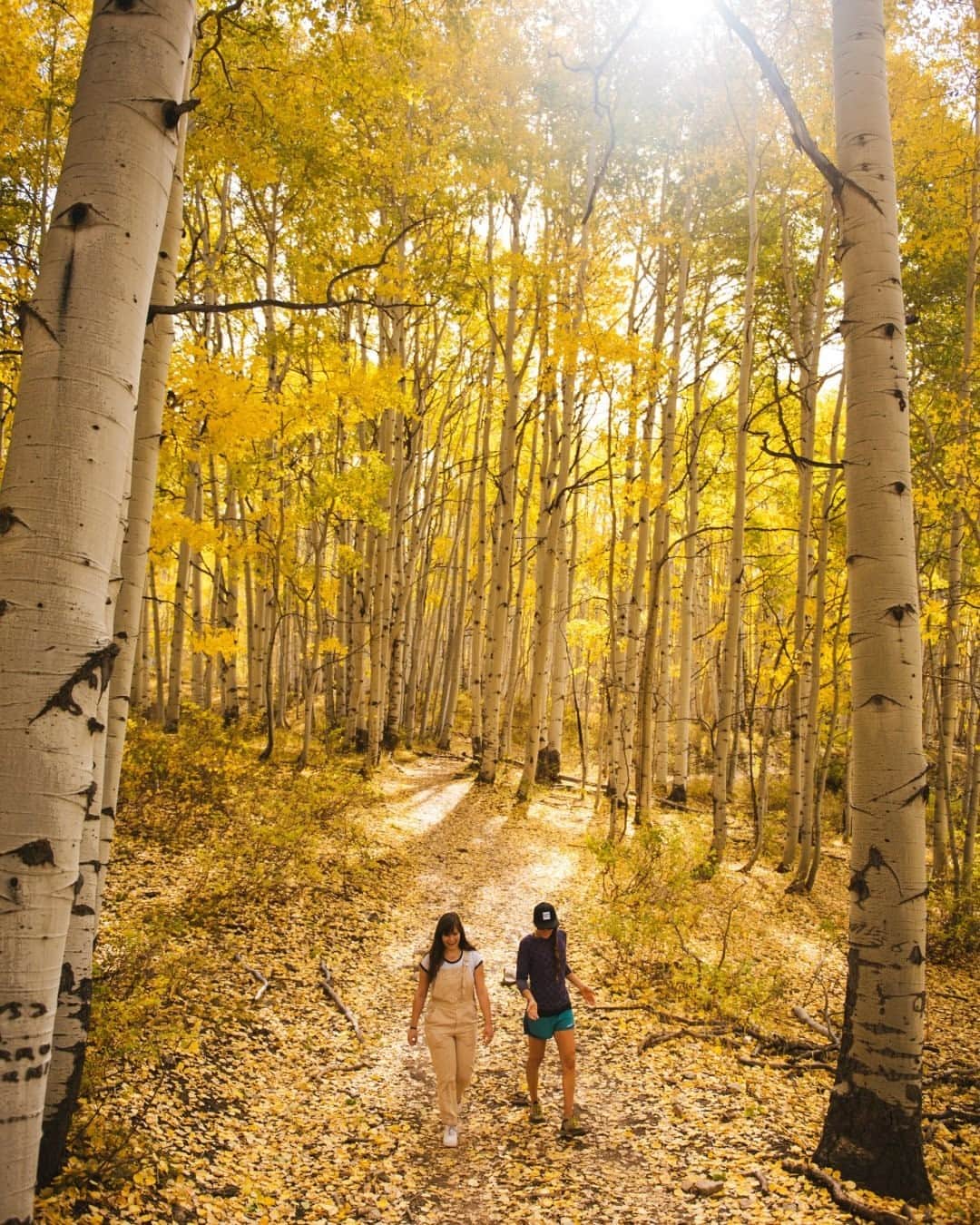 National Geographic Travelさんのインスタグラム写真 - (National Geographic TravelInstagram)「Photo by @max.lowe / It seems like both an instant ago and eons ago that we were walking in the golden halls of autumn's grace. Fall always has a way of making me experience time in a different sense. Our world can change so vividly from one day to the next, and to enjoy it we must look up, slow down, and soak in the enduring moments. This was taken on a walk in the aspen forests of central Colorado some years back.  To see more from my work, follow @max.lowe.」12月7日 20時38分 - natgeotravel