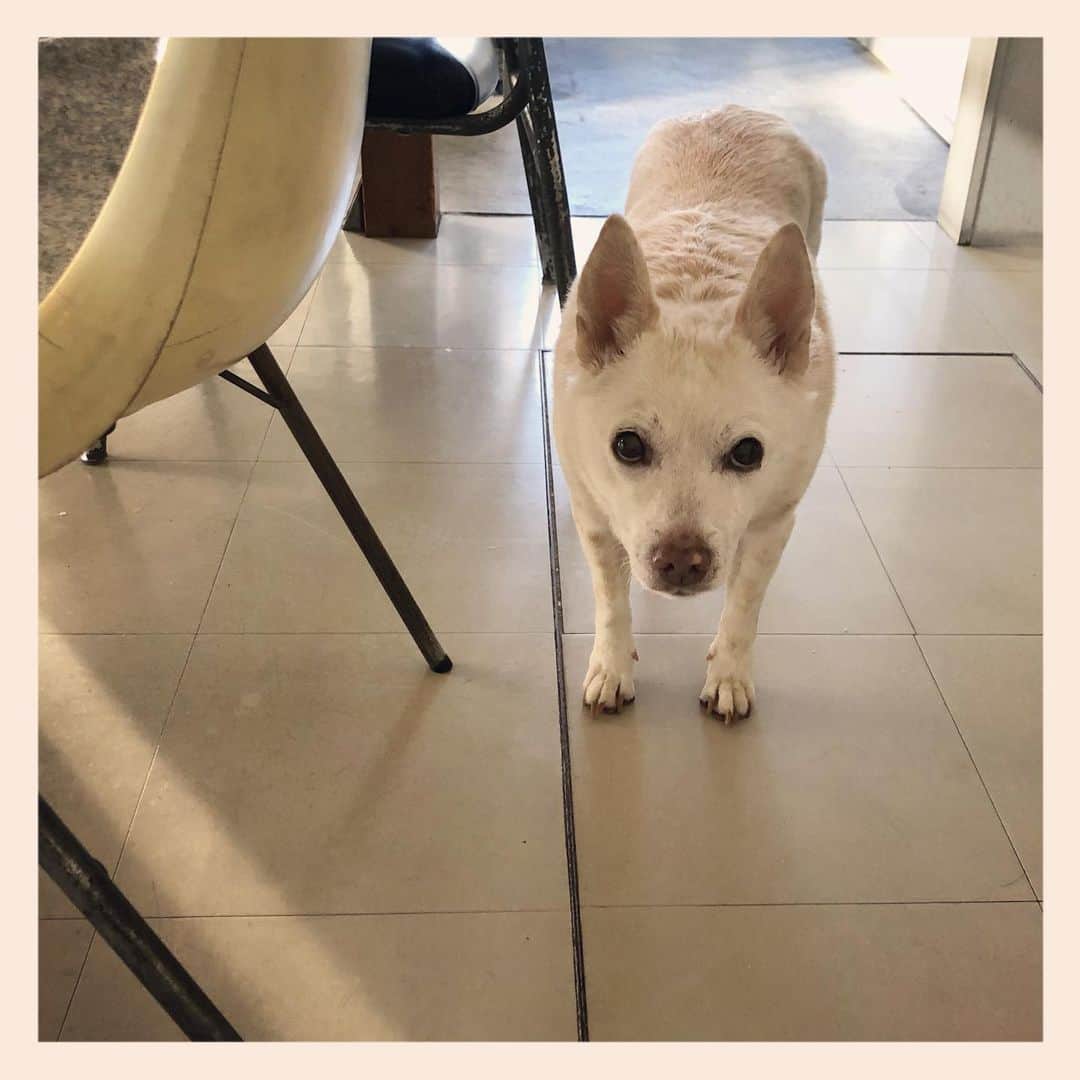 パンといっぴきのインスタグラム：「#元保護犬 #雑種犬 #crossbreed #mixdog #キップル14歳」