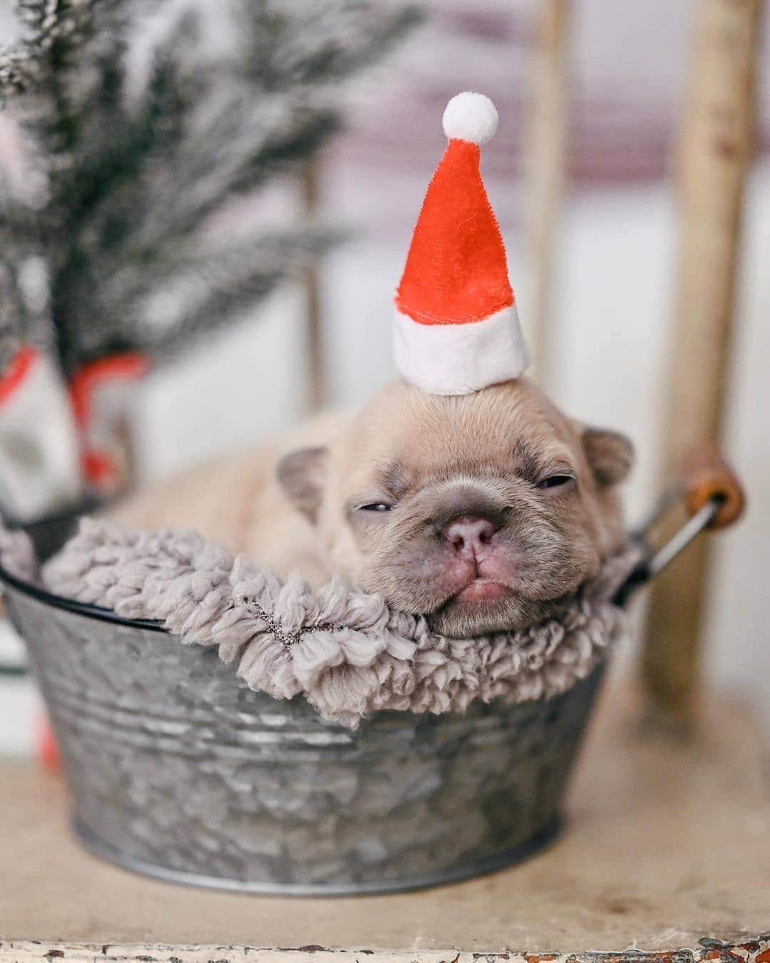 French Bulldogさんのインスタグラム写真 - (French BulldogInstagram)「‘Tis the season 🎄⛄️🎅🏼 @maillythefrenchie . . . . . #frenchbulldogsociety #frenchbulldoguk #frenchiegrams #frenchie_feature #yourdailyfrenchies #frenchielifestyle #frenchbulldogsofinsta #frenchbulldogworld #frenchiesworld_wide #cutefrenchie #frenchbulldogsofig #frenchbulldogoftheday #frenchbulldogfeature #frenchbullies #frenchbulldogmoments #frenchie_photos #frenchbulldoglovers #frenchielove_feature #frenchbull #frenchbulldoglove」12月7日 21時35分 - frenchie.world