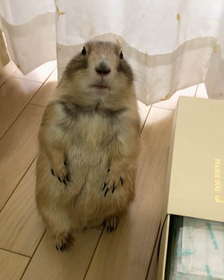 ikaoのインスタグラム：「くんた。Kunta. プレーリードッグ社 @prairiedog_web の マスク購入。 #不織布マスク 日本製。個包装50枚入。 25枚入ボックス2箱で届きます。 スワイプしてね👉🏻 これは、パケ買いしちゃうよね〜😂 エコバッグも購入してみました。 こちらはプレーリードッグ柄なし😅 だけど、40柄以上あって選び甲斐がありました😆 #prairiedog #プレーリードッグ #ふわもこ部」