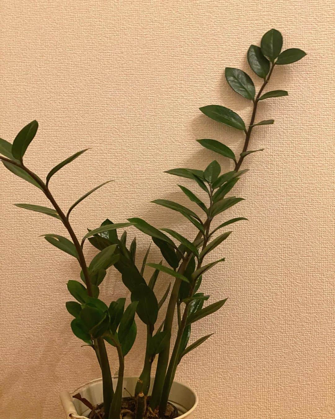 宮本侑芽のインスタグラム：「. #とりラジ でお話しした うちのザミちゃんやで🌿  #ザミオクルカス 育てやすくておすすめ。  あ！！ 次のとりラジにはなんと #オーイシマサヨシ さんが ゲストで来てくださいます🥸  とりラジになってからは 初ゲストさんですね...？？  お便りお待ちしております😚  #広瀬裕也と宮本侑芽のとりあえずRADIO #宮本侑芽」
