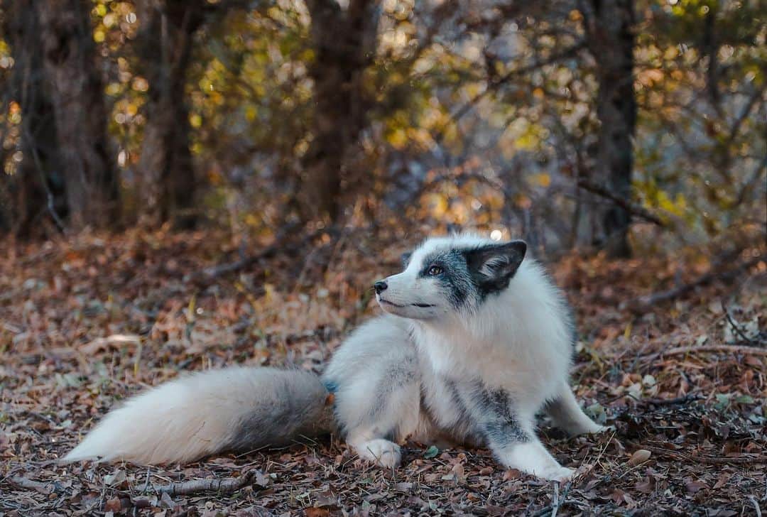のインスタグラム：「Yuri..... to bring hope, joy and love to your weekday!  . Yuri is one of our brand new Panda and Her Pals Project foxes!  If you have been following us, you would have seen photos and videos of this beautiful boy from 4 weeks old to today (8 months old). He was a cuddle butt from the first time we saw his photos and remains a super fluffy love! Yuri is one of our Russian domesticated foxes from the IC&G university in RU.  We have been passionately working on bringing Yuri and his friends to the US this year- to bring them into love and life! To become the voice for their wild and captive bred cousins.  . Yuri is not a natural color of the red fox found in the wild. His color came, unfortunately, from fur farming originally.  This color is called platinum.  . Yuri is still growing into his personality, as he is still a baby. He loves to play and is usually sitting on all the toys, so Dmitriy and Vlad can’t steal them!  . Yuri is available for Sponsorship on our website. www.jabcecc.org  . Yuri and the boys had their second photoshoot this weekend by our amazing friend and Photographer @anabeldflux - when I saw this photo, it brought tears to my eyes. His beautiful spirit for the world to see and fall madly in love with! Please join us in loving Yuri and making him know his life matters!!  . The JABCECC in partnership with @anabeldflux are offering their next exclusive mini photosessions Jan 24th. Details on our website under Animal Experiences/Photoshoots - very limited slots!  . . . . #yuri #photoshoots #ppp #panda #pal #russianboy #russiandomesticatedfox #belyaevfox #russian #platinum #baby #cute #compassion #furfree #encounter #animalencounter #photoshoot #sandiego #socal」