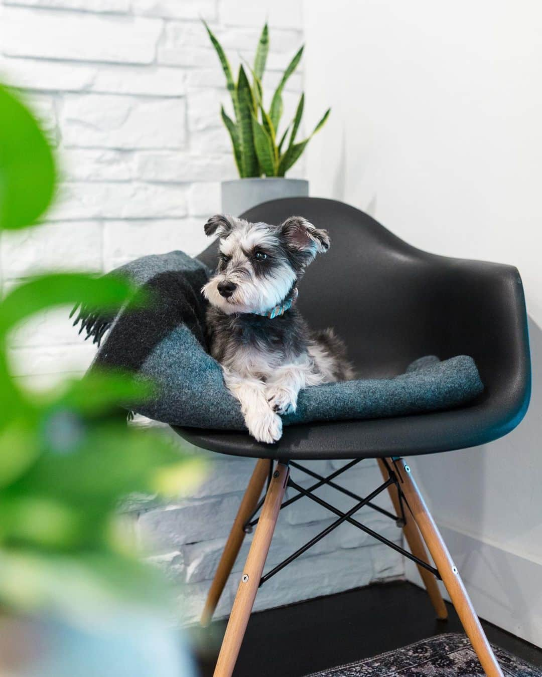 Remix the Dogさんのインスタグラム写真 - (Remix the DogInstagram)「Remix has been settling in nicely to his new house living. He’s getting a hang at barking at the FedEx, UPS, Amazon, Uber, DoorDash and USPS delivery people. He also wants to let his human know that he gets too many damn packages. 📦🤷🏻‍♂️」12月8日 7時36分 - remixthedog