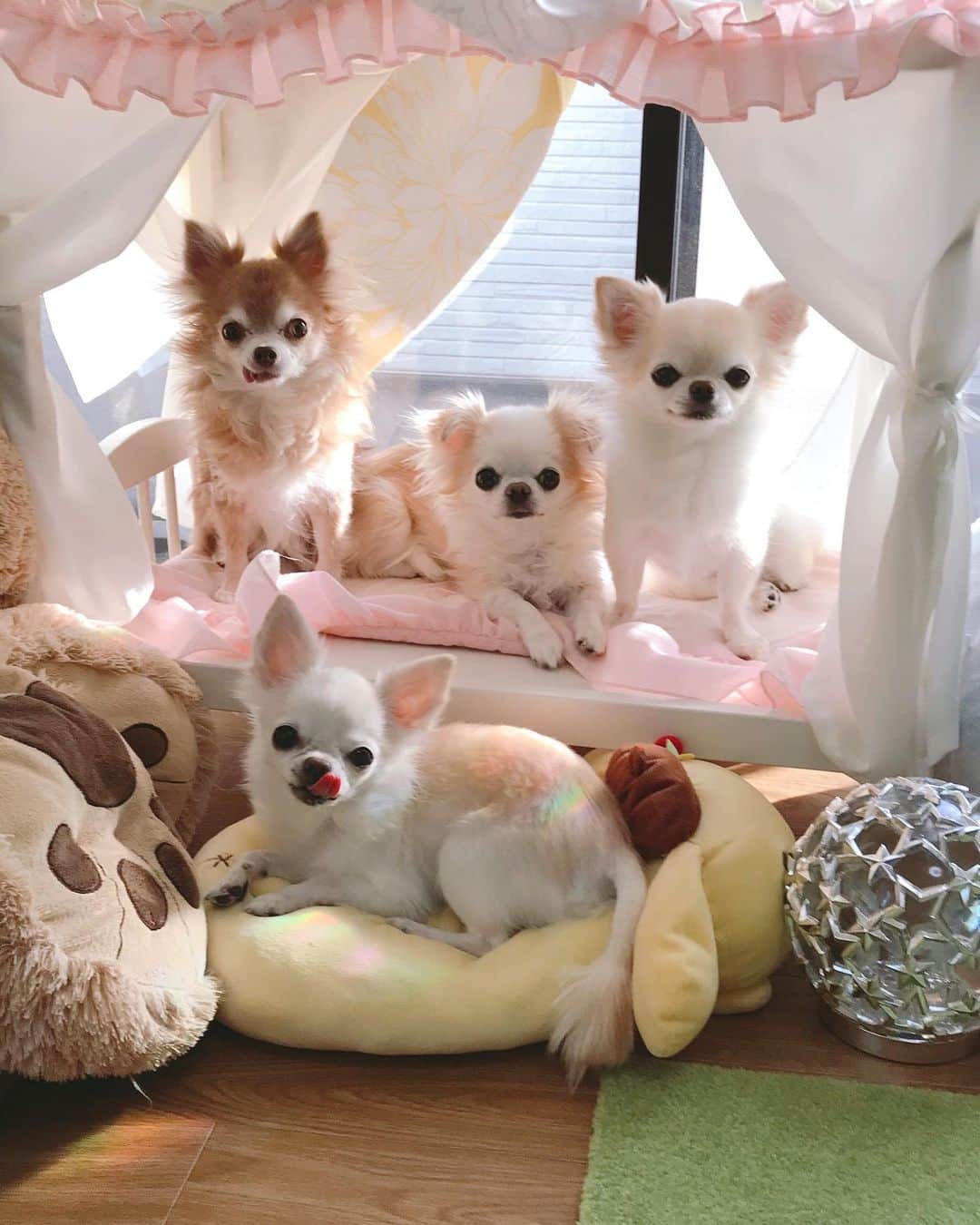 ∞maki∞??????さんのインスタグラム写真 - (∞maki∞??????Instagram)「2020.12.8 フワ♡ピノ♡サラ♡オミ♡ ・ ・ ・ ・ おはようございます☀ ・ ・ ・ ・ 朝のまったり〜🥰💓 みんな集まってたよ💕💕💕✨ ・ ・ ・ ・ 皆さま今日も素敵な1日を〜😌✨ ・ ・ ・ ・ ※コメントのお返事ゆっくりになります🙏 いつも嬉しいコメントありがとうございます🥰💗 ・ ・ ・ #仲良しさん#レモンがいっぱい🍋✨ #いい感じに色づいて来たよ🍋✨ #動画#movie #dog#Chihuahua#Chihuahualove#Chihuahualife#instaChihuahua#IGersJP#all_dog_japan#happy#cute#love#犬#愛犬#イヌスタグラム#ちわすたぐらむ#チワワ#ロングコートチワワ#多頭飼い#可愛い#癒し#幸せ##おはよう#Goodmorning#ﾌﾜﾋﾟﾉｻﾗｵﾐ」12月8日 8時05分 - maki_dfpso