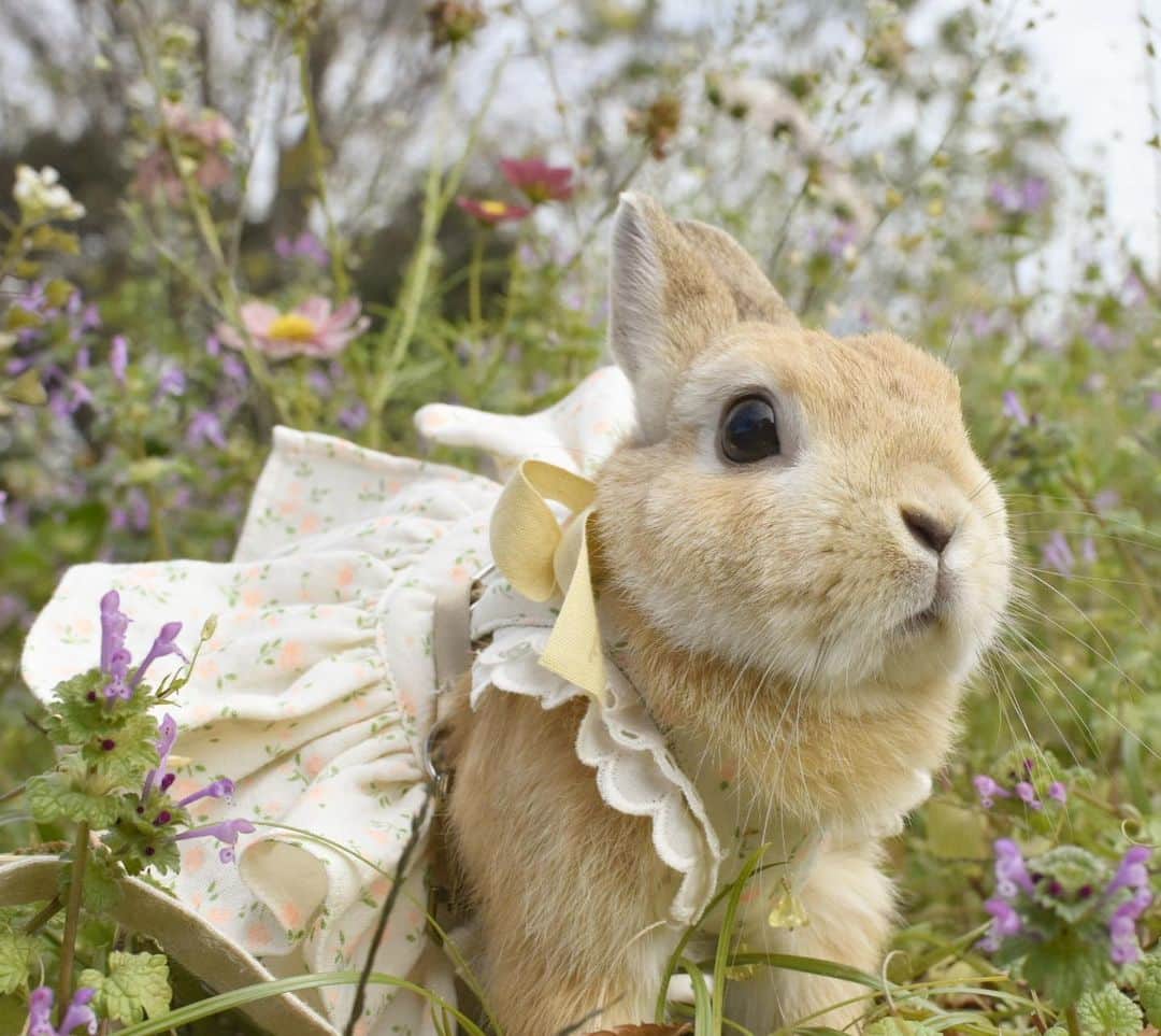 yun.ゆんさんのインスタグラム写真 - (yun.ゆんInstagram)「lemon.🍋＋cotton.💭 おはようございます。🌼 . かわいいワンピースで春気分♫ でもそろそろ、冬気分にならなければ…🎄 . . 今日はコットントリミング。 トリミング3時間ほど立ちっぱなしで頑張りますが、コットンは途中で疲れてグーたらしちゃうらしいです。😂 がんばれ💭✨ . . . ♪ ♪ ♪  #うさんぽ #うさぎ#ウサギ#ネザーランドドワーフ#ZIP写真部#レモン#ふわもこ部#マーチ#多頭飼い#トラピロビハーネス #rabbits#rabbitsofinstagram #rabbitstagram #petstagram #march#instapet#cutepetclub #instarabbit #bunnies #bunnylove #lapin #pecotv #WeeklyFluff #lemon #netherlanddwarf #dailyflufffeature#pecotv」12月8日 8時05分 - march.lemon