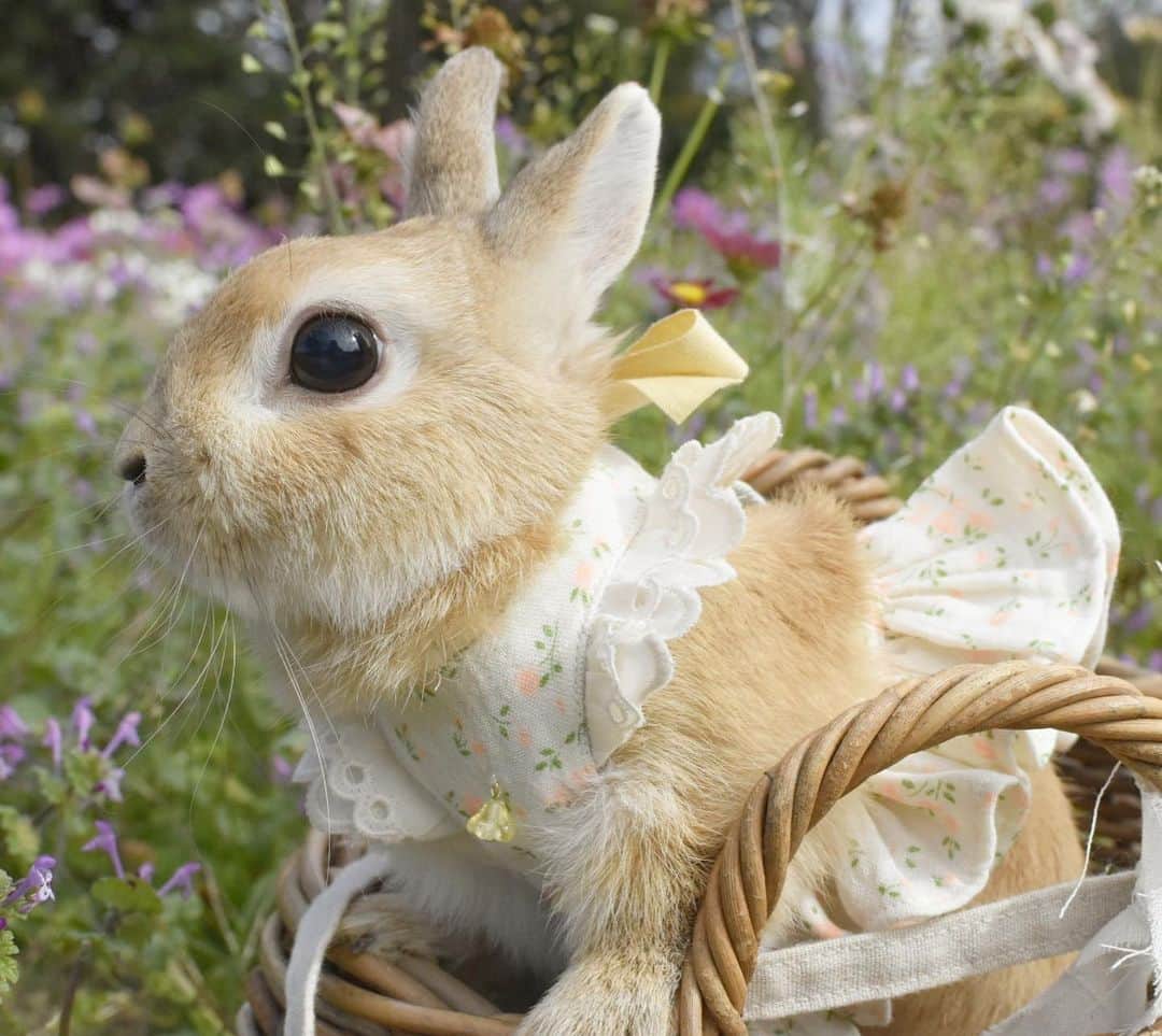 yun.ゆんさんのインスタグラム写真 - (yun.ゆんInstagram)「lemon.🍋＋cotton.💭 おはようございます。🌼 . かわいいワンピースで春気分♫ でもそろそろ、冬気分にならなければ…🎄 . . 今日はコットントリミング。 トリミング3時間ほど立ちっぱなしで頑張りますが、コットンは途中で疲れてグーたらしちゃうらしいです。😂 がんばれ💭✨ . . . ♪ ♪ ♪  #うさんぽ #うさぎ#ウサギ#ネザーランドドワーフ#ZIP写真部#レモン#ふわもこ部#マーチ#多頭飼い#トラピロビハーネス #rabbits#rabbitsofinstagram #rabbitstagram #petstagram #march#instapet#cutepetclub #instarabbit #bunnies #bunnylove #lapin #pecotv #WeeklyFluff #lemon #netherlanddwarf #dailyflufffeature#pecotv」12月8日 8時05分 - march.lemon