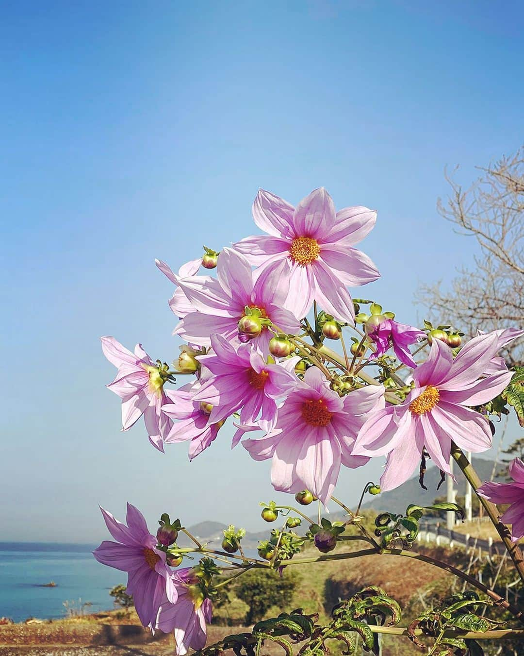 愛知県田原市さんのインスタグラム写真 - (愛知県田原市Instagram)「My friends are the blue sky and this sea. * 青い空とこの海が友達 *   #海 を眺めながら咲く#皇帝ダリア#青い空 と海がよく似合う #日が短くならない と咲かないんだって#お花の持ち主さん が教えてくれた #潮風 にも負けない  そろそろ#今年も見納め かな#ピンク#雄大な花 #花のある生活#はなまっぷ  #たはら暮らし  #渥美半島#田原市#田原#伊良湖岬#伊良湖#赤羽根#菜の花浪漫街道  #tahara#irago#akabane #サーフィン#surfing#田舎暮らし#日々の暮らし#休日の過ごし方#スローライフ#instagramjaran#igersjp」12月8日 8時16分 - tahara_kurashi