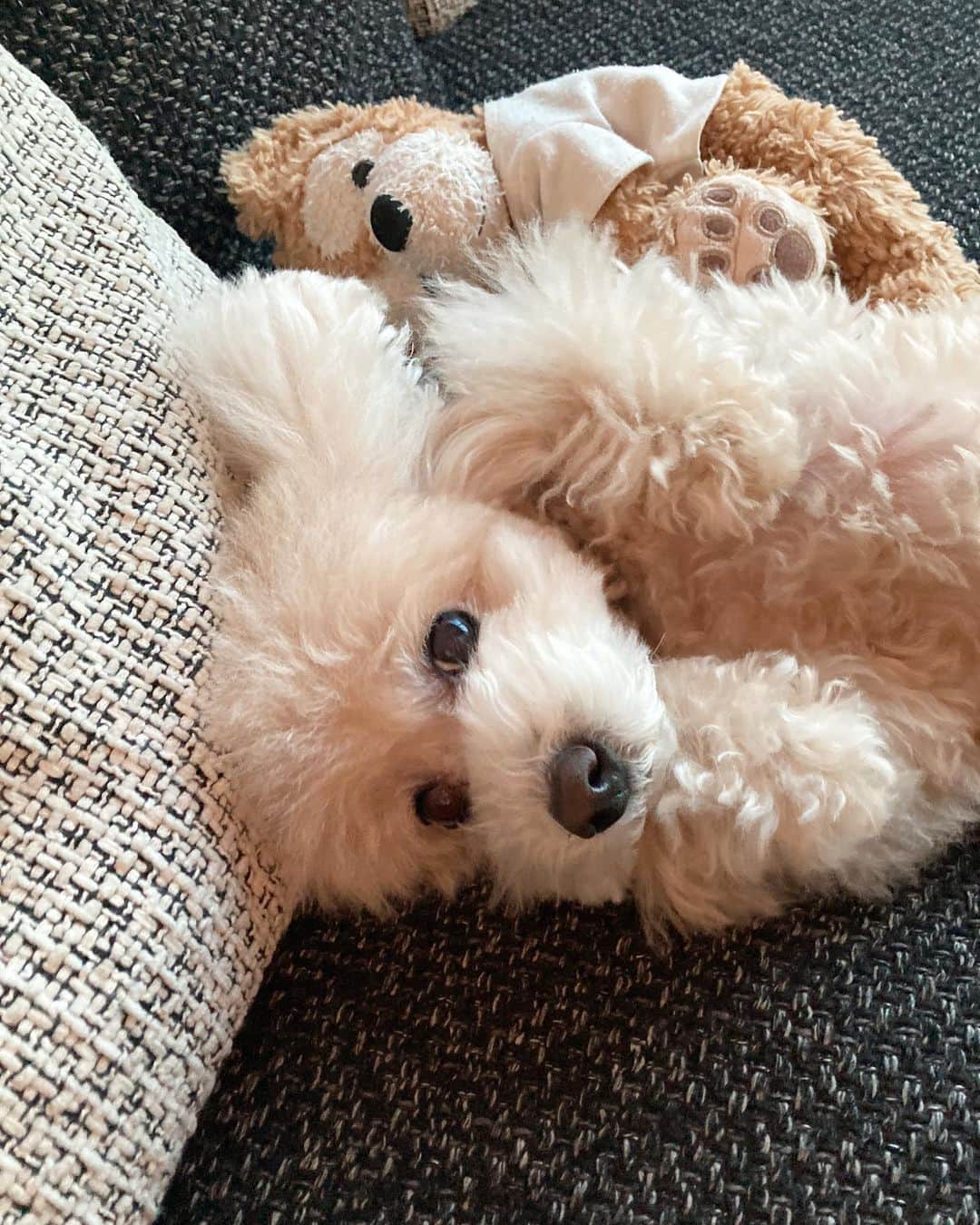 板野成美のインスタグラム：「おはようございます☀ 可愛い🐶」