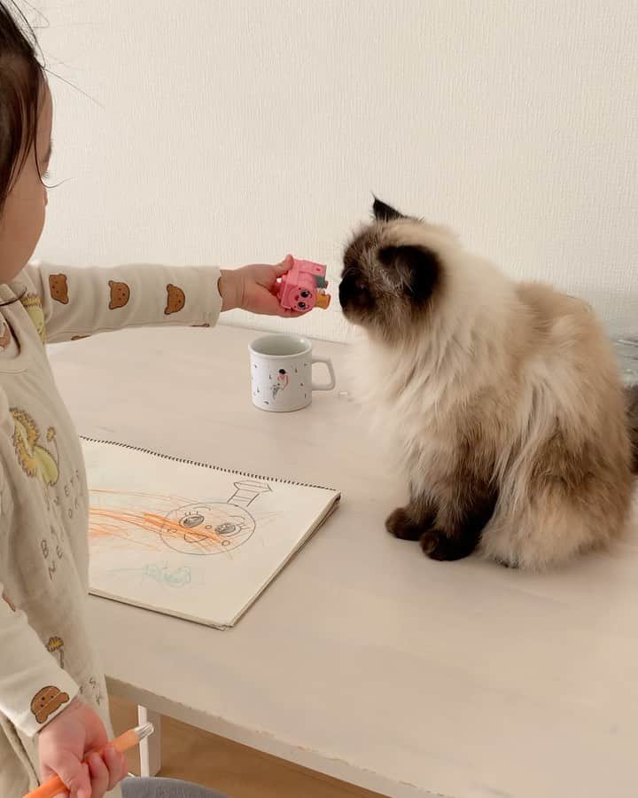 のインスタグラム：「こないだのお絵描きタイム👩🏻‍🎨🖼🎨  2人で仲良く楽しそうだった👧🏻💞👧🏼  . . . . #プリュムのいる生活 #猫のいる暮らし  #ヒマラヤン  #赤ちゃんと猫  #もふもふ#ヒマラニャンズ  #猫  #ねこ  #ペコねこ部#仲良し#姉妹#お絵描き#art #iloveyou#bff#friends #lol#funny#sisters#fluffycat#癒し#🐈 #고양이  #ilovecats  #himalayancat  #catsofinstagram #catloversclub  #bestmeow#bestcats_oftheworld  #weeklyfluff」