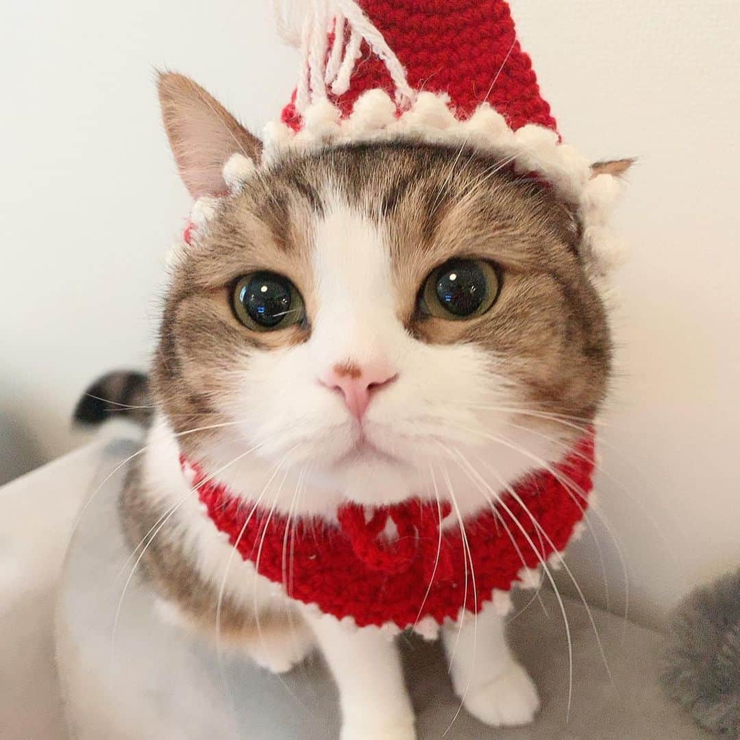 miuさんのインスタグラム写真 - (miuInstagram)「去年のみうサンタ🎅 今年は来てくれるかな〜？ 枕元にちゅ〜る置いて待ってるね♡  #cat #ミックス猫 #スコッティッシュフォールド #チンチラ #にゃ #猫 #かわいい #ペコねこ部 #みう  #甘えん坊 #ねこ #猫好きさんと繋がりたい #にゃんすたぐらむ #にゃんだふるらいふ #ねこすたぐらむ #picneko #ピクネコ #猫のいる生活」12月8日 8時25分 - miugram0126