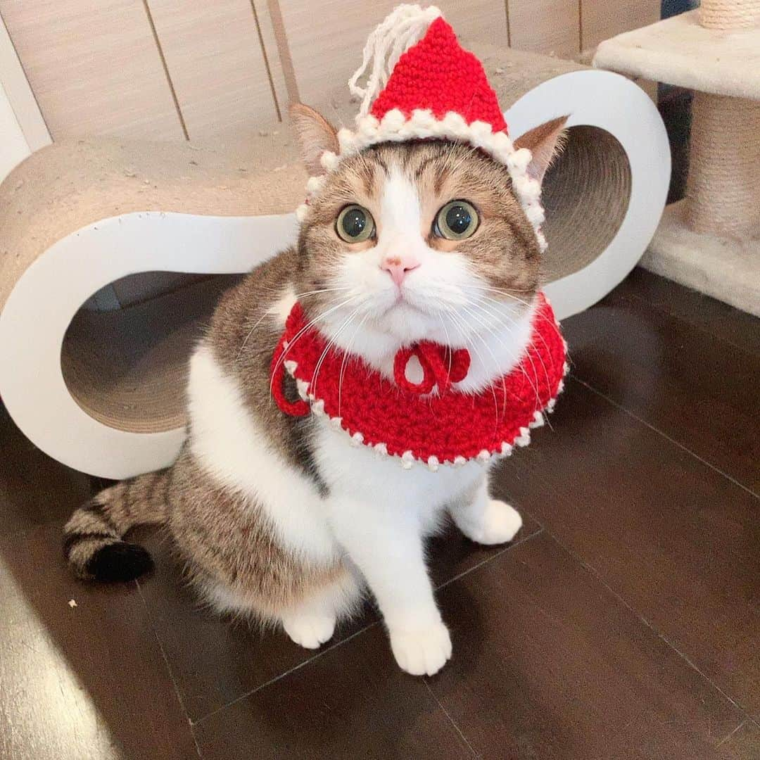 miuさんのインスタグラム写真 - (miuInstagram)「去年のみうサンタ🎅 今年は来てくれるかな〜？ 枕元にちゅ〜る置いて待ってるね♡  #cat #ミックス猫 #スコッティッシュフォールド #チンチラ #にゃ #猫 #かわいい #ペコねこ部 #みう  #甘えん坊 #ねこ #猫好きさんと繋がりたい #にゃんすたぐらむ #にゃんだふるらいふ #ねこすたぐらむ #picneko #ピクネコ #猫のいる生活」12月8日 8時25分 - miugram0126