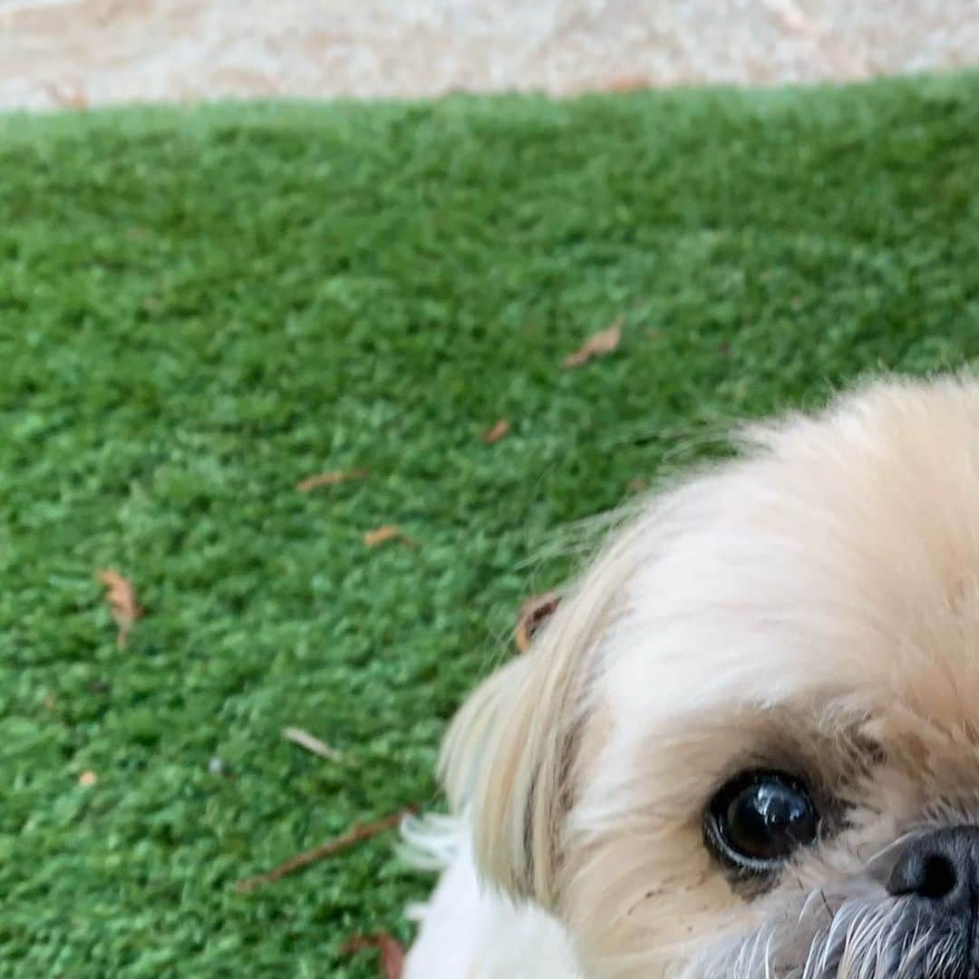 Dougie the Shih Tzuのインスタグラム：「Bit-O-Tzu」