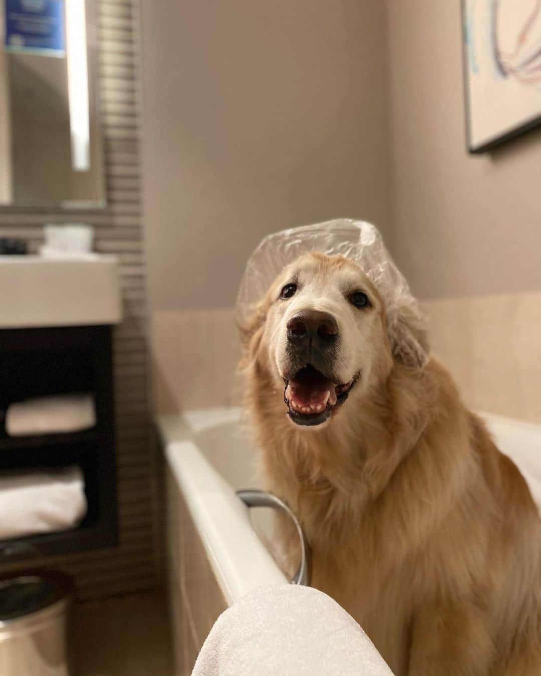 Bobさんのインスタグラム写真 - (BobInstagram)「Segundou numa boa! Aqui no @hiltonsaopaulo com a trupe da @olapet.friendly 🐾🐾  . #ExpediçõesOlaPet #ExpediçõesOlaPetSP  #HyundaiPets . Destino: São Paulo @hiltonsaopaulo  . #pets #photooftheday #petsofinstagram #instagrammers #instagram #instadaily #vejasp #goldenretriever #goldenretrievers #goldenretrieversofinstagram #dogs #dogstyle #dogoftheday #dogsofinstagram #saopaulo #gudfriends #photography #petfriendly #hotelaria #turismo #gastronomia #destinos #dicasdeviagem #viagemcompets」12月8日 0時33分 - bob_marley_goldenretriever