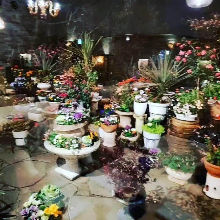 今藤霧子のインスタグラム：「It was a beautiful garden 🌱so beautieul to see from inside of the restaurant💕🌱💕」