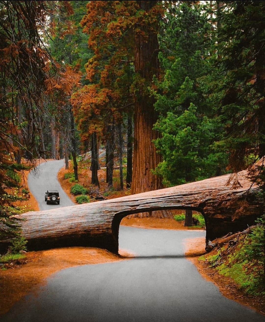 Earth Picsさんのインスタグラム写真 - (Earth PicsInstagram)「Sequoia National Park 🌲 Tag a friend you’d like to explore here with! 📷 @jguzmannn」12月8日 1時00分 - earthpix