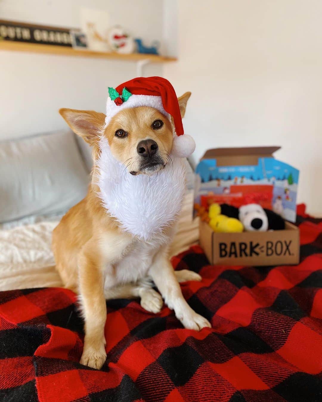 The Dogistさんのインスタグラム写真 - (The DogistInstagram)「GIVEAWAY: On the sixth day of DOGMAS, #TeamDogist gave to me… a SIX MONTH subscription of @barkbox! You all know our dogs are obsessed with @barkbox and look forward to their new packages every month, and now your dog can too! Each box comes with two new toys and all natural treats, so you can feel good about spoiling your pup. TO ENTER: tag a friend below, and follow all the Dogist accounts & @barkbox. Winner will be announced TOMORROW! Merry Dogmas!」12月8日 1時03分 - thedogist