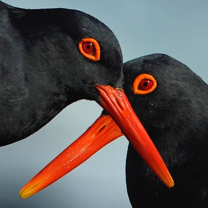 Thomas Peschakのインスタグラム：「People who think that shorebirds are brown and boring have probably never seen a African Black Oystercatcher...... they are the ultimate gateway drug to shorebirds!  #southafrica」