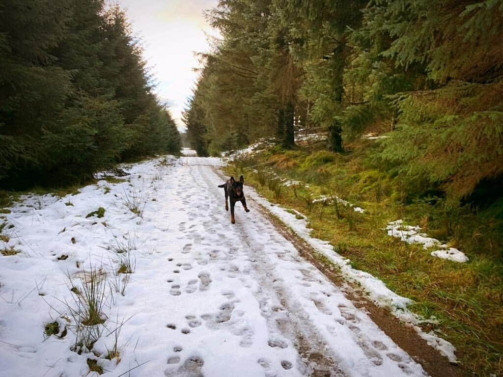 エイリー・チャイルドのインスタグラム：「Today's fartlek was a bit icier than I expected but at least the big man had fun 🐶❤」