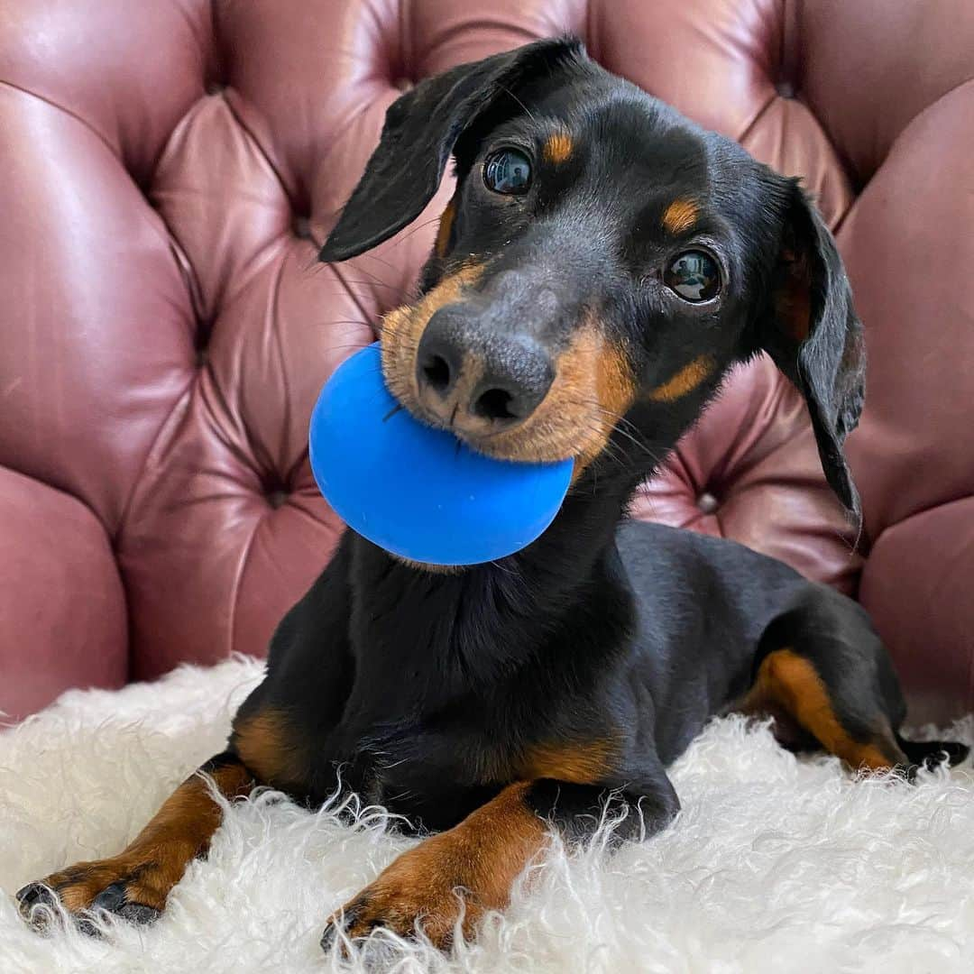 Crusoe the Celebrity Dachshundさんのインスタグラム写真 - (Crusoe the Celebrity DachshundInstagram)「“Blue squeaky balls have always been my favorite! 😊”  As a brief update, I am still feeling and acting fine. My enzymes remain elevated in a general range, but as there hasn’t been a clear change in trend we don’t want to update you on every single up & down movement as it will become misleading and also frustrating probably. So if you don’t see an update, it just means things are the same. We’re still working actively with @cornellanimal and other doctors on all this, though.   And since so many people were asking yesterday, a few Daphne posts in a row is purely coincidence. I was probably just napping or something 😉  ~ Crusoe」12月8日 1時33分 - crusoe_dachshund