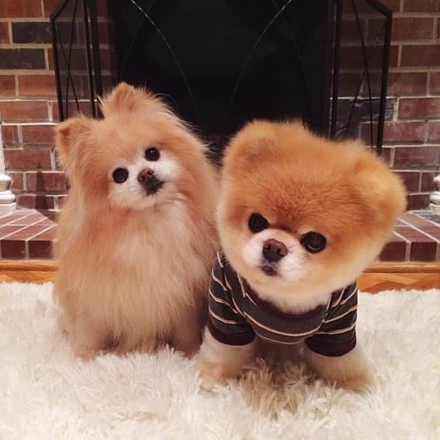 Buddy Boo Blueさんのインスタグラム写真 - (Buddy Boo BlueInstagram)「Thought you may want to see how he looked after we de-sooted the rascal. And Buddy: fabulous as always 🙂」12月8日 2時02分 - buddyboowaggytails