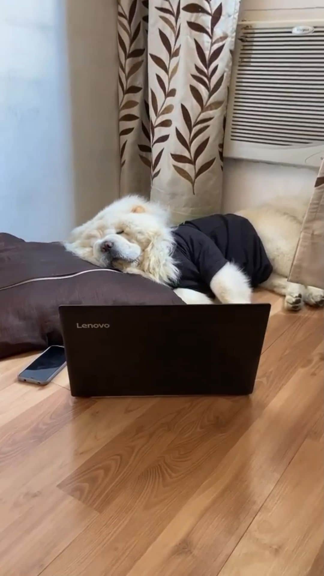 のインスタグラム：「“Monday morning Zoom meetings 😴,” writes @leo.thechowchow   #dogsofinstagram #mondaymorning #zoommeeting」