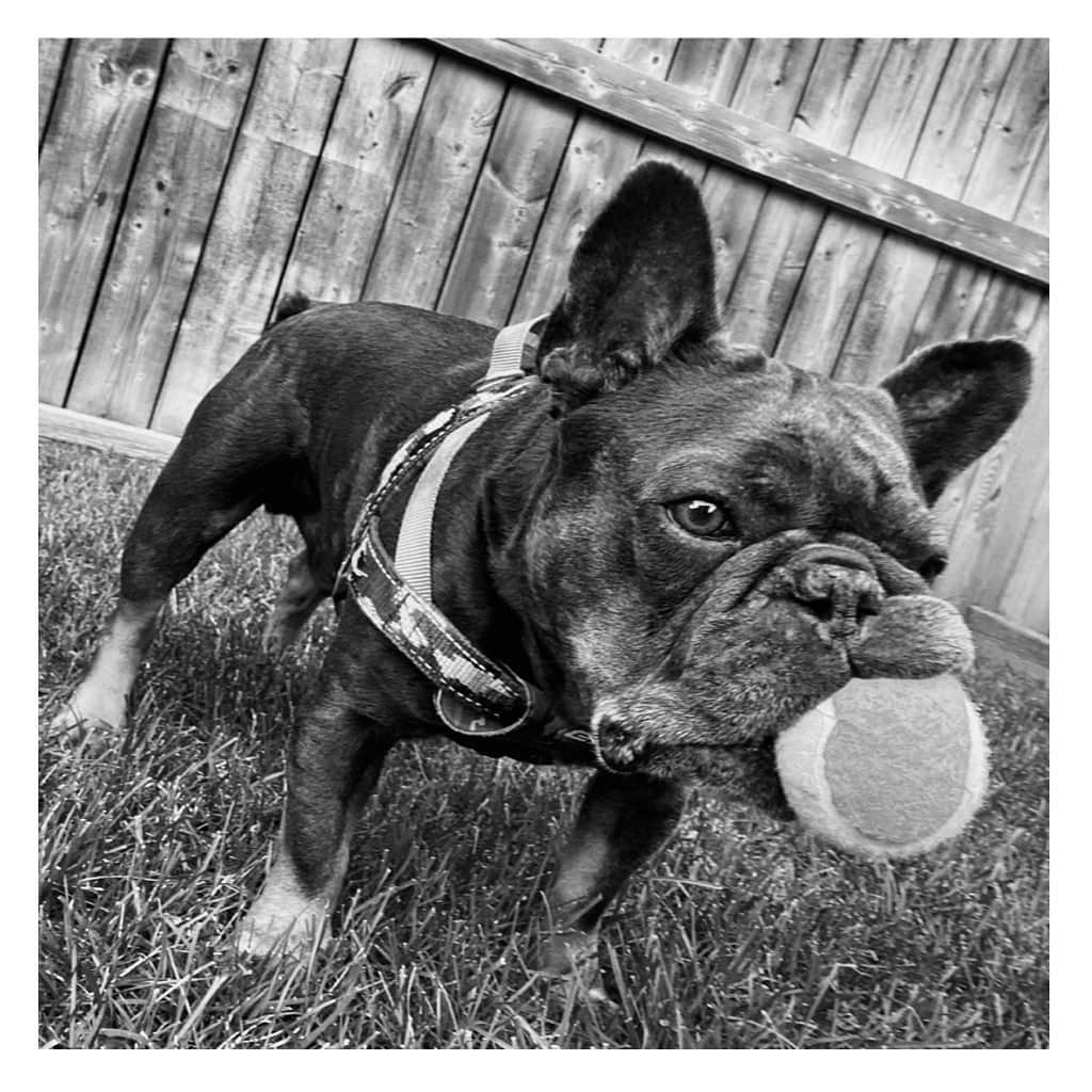 リンダ・エヴァンジェリスタのインスタグラム：「♥️🎾🐾 Mini Moon is 8 today! 🦴 #MyShadow 🎈」
