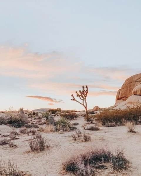 カレントエリオットのインスタグラム：「longing for calming california desert mornings   #travel #inspo #roadtrip #desert #california」