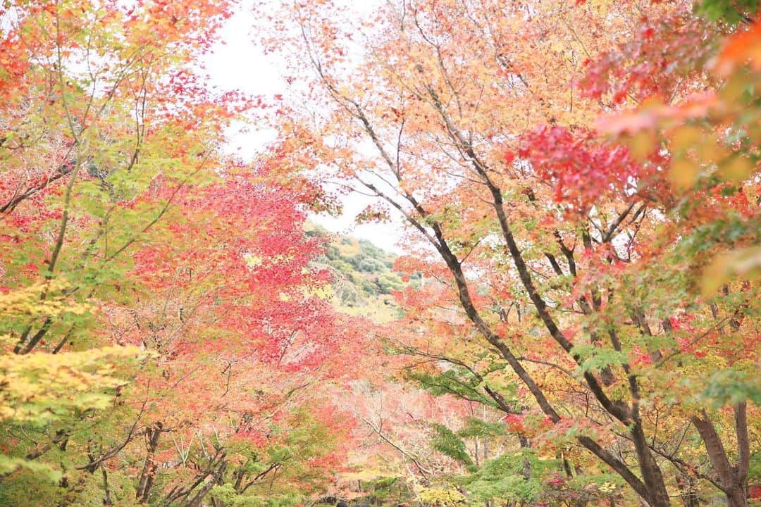 kiccyomuさんのインスタグラム写真 - (kiccyomuInstagram)「☀️ 2020.12.08 Tue 京都の #紅葉 🍁 モンジ🍁 の #永観堂 今年は一方通行で、 行けない🍁場所もありました😅 何度も行ってるけど… やっぱり綺麗でした😊  今日も元気に🤗  location #京都 📷撮影 2020年11月22日」12月8日 8時42分 - kiccyomu