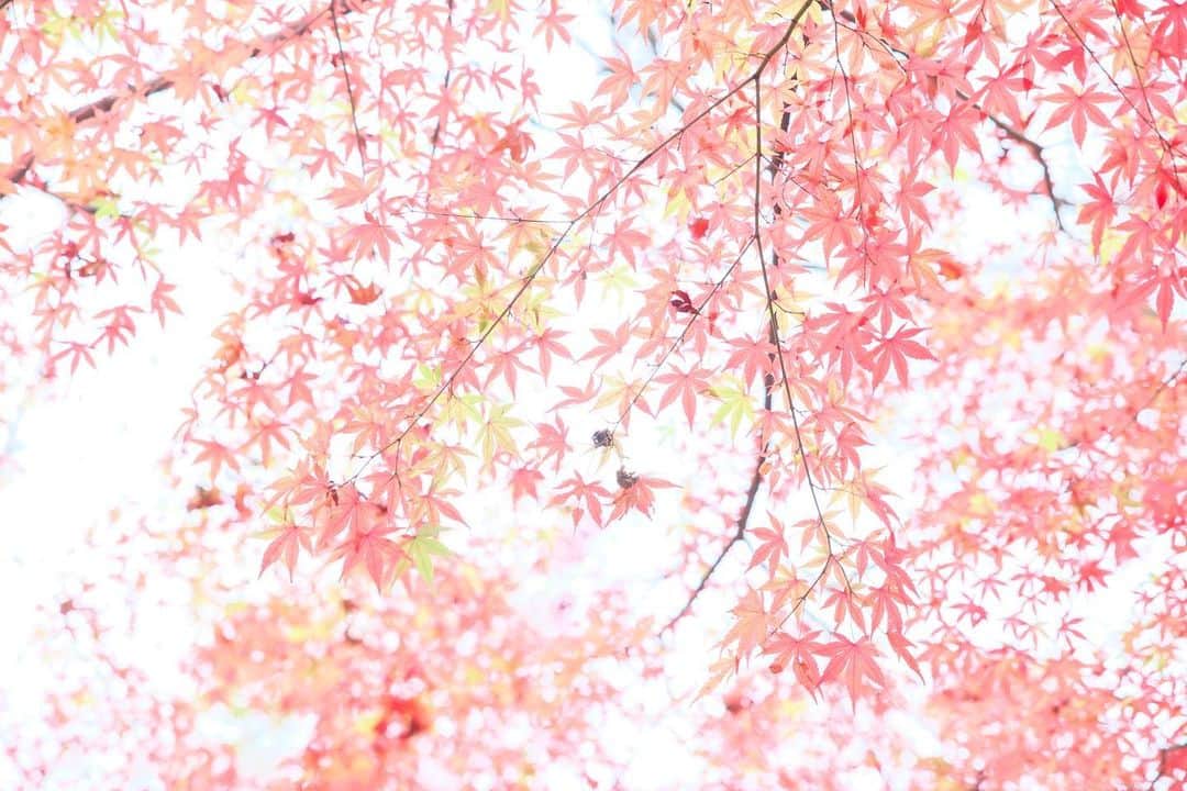 kiccyomuさんのインスタグラム写真 - (kiccyomuInstagram)「☀️ 2020.12.08 Tue 京都の #紅葉 🍁 モンジ🍁 の #永観堂 今年は一方通行で、 行けない🍁場所もありました😅 何度も行ってるけど… やっぱり綺麗でした😊  今日も元気に🤗  location #京都 📷撮影 2020年11月22日」12月8日 8時42分 - kiccyomu