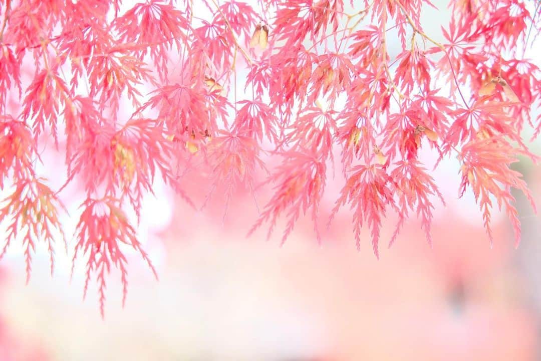 kiccyomuさんのインスタグラム写真 - (kiccyomuInstagram)「☀️ 2020.12.08 Tue 京都の #紅葉 🍁 モンジ🍁 の #永観堂 今年は一方通行で、 行けない🍁場所もありました😅 何度も行ってるけど… やっぱり綺麗でした😊  今日も元気に🤗  location #京都 📷撮影 2020年11月22日」12月8日 8時42分 - kiccyomu