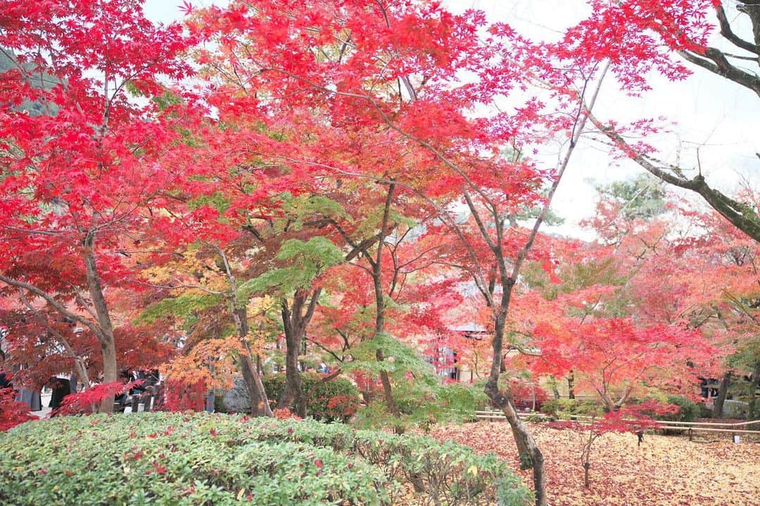 kiccyomuさんのインスタグラム写真 - (kiccyomuInstagram)「☀️ 2020.12.08 Tue 京都の #紅葉 🍁 モンジ🍁 の #永観堂 今年は一方通行で、 行けない🍁場所もありました😅 何度も行ってるけど… やっぱり綺麗でした😊  今日も元気に🤗  location #京都 📷撮影 2020年11月22日」12月8日 8時42分 - kiccyomu