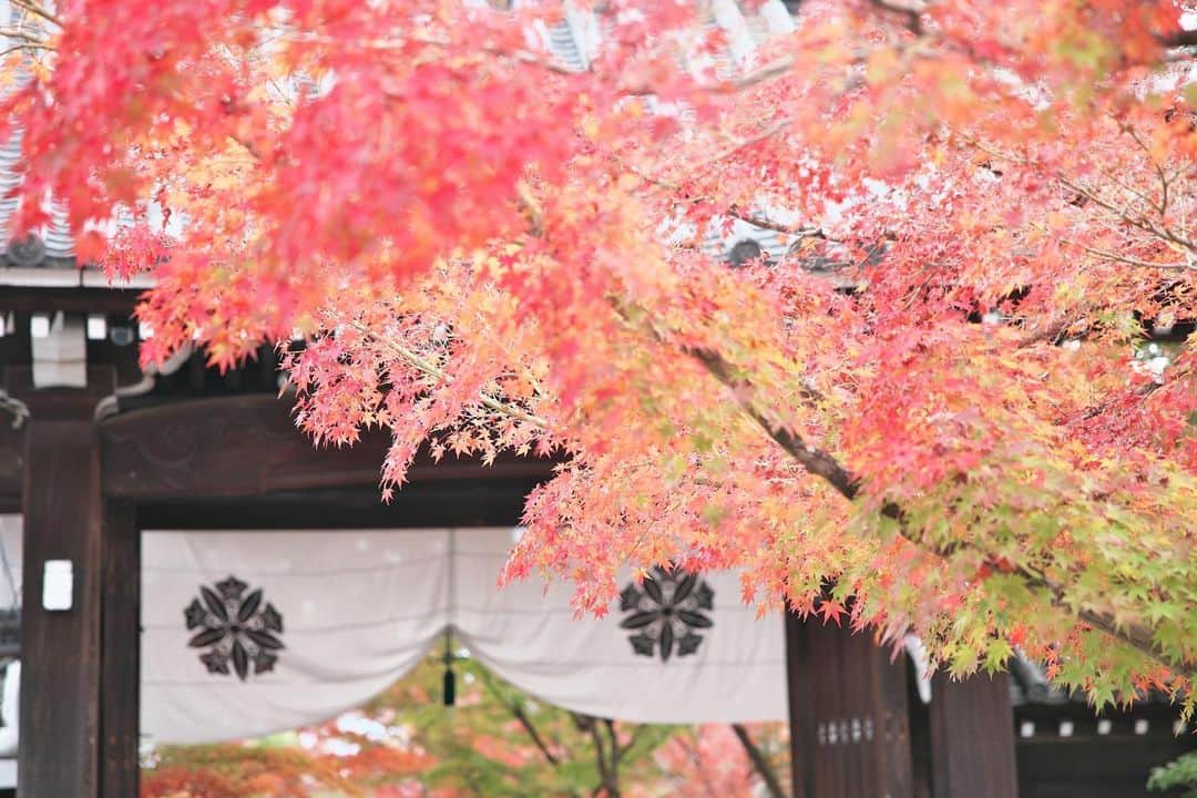kiccyomuのインスタグラム：「☀️ 2020.12.08 Tue 京都の #紅葉 🍁 モンジ🍁 の #永観堂 今年は一方通行で、 行けない🍁場所もありました😅 何度も行ってるけど… やっぱり綺麗でした😊  今日も元気に🤗  location #京都 📷撮影 2020年11月22日」