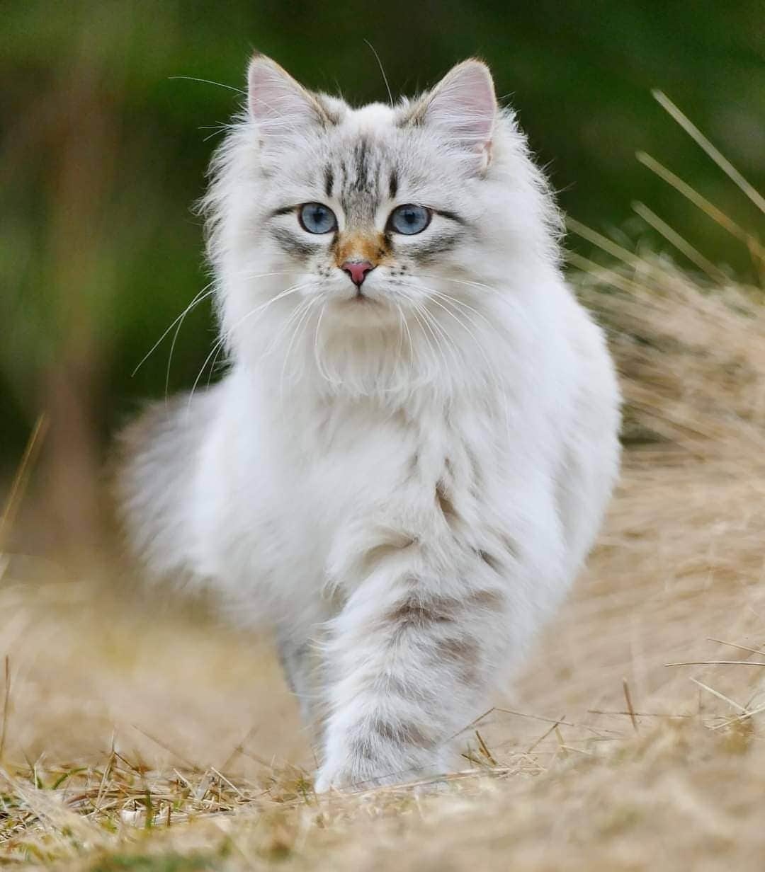 Floraさんのインスタグラム写真 - (FloraInstagram)「Found this old gem, too pretty not to post! 😻#catsoﬁnstagram #summer#cat#igcutest_animals #cat_features #cutepetclub #fluffypack #katt #bestmeow  #weeklyfluff #meow #AnimalAddicts #kittycat #cat #cats #kitten #kittens #kawaii #instacat #calico #christmas #december #2020 #sibiriskkatt #siberiancat」12月8日 3時36分 - fantasticflora