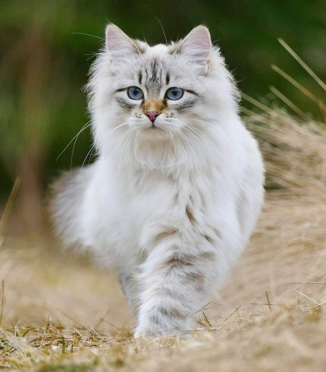 Floraのインスタグラム：「Found this old gem, too pretty not to post! 😻#catsoﬁnstagram #summer#cat#igcutest_animals #cat_features #cutepetclub #fluffypack #katt #bestmeow  #weeklyfluff #meow #AnimalAddicts #kittycat #cat #cats #kitten #kittens #kawaii #instacat #calico #christmas #december #2020 #sibiriskkatt #siberiancat」