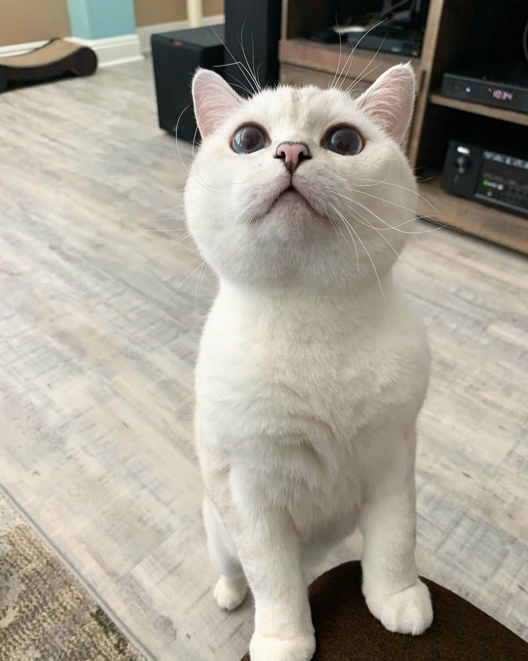 ミスター・ホワイトさんのインスタグラム写真 - (ミスター・ホワイトInstagram)「Double tap for free kisses 😘」12月8日 3時34分 - white_coffee_cat