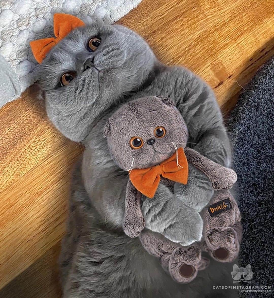 Cats of Instagramさんのインスタグラム写真 - (Cats of InstagramInstagram)「From @atlas_scottish_fold: “When you have matching bows and you know you’re looking as cute as your plushy..” #catsofinstagram」12月8日 3時45分 - cats_of_instagram