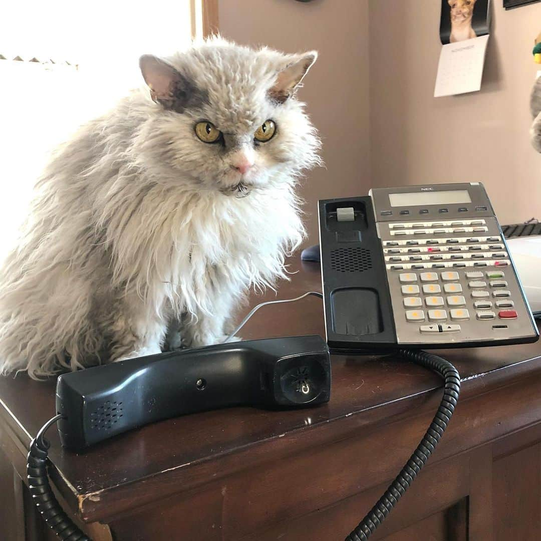 アルベルトさんのインスタグラム写真 - (アルベルトInstagram)「Make the call Ned. #pompousalbert #officecats #officecatsofinstagram @tunameltsmyheart - see my human’s calendar? Yes, we’re fans.」12月8日 3時45分 - pompous.albert